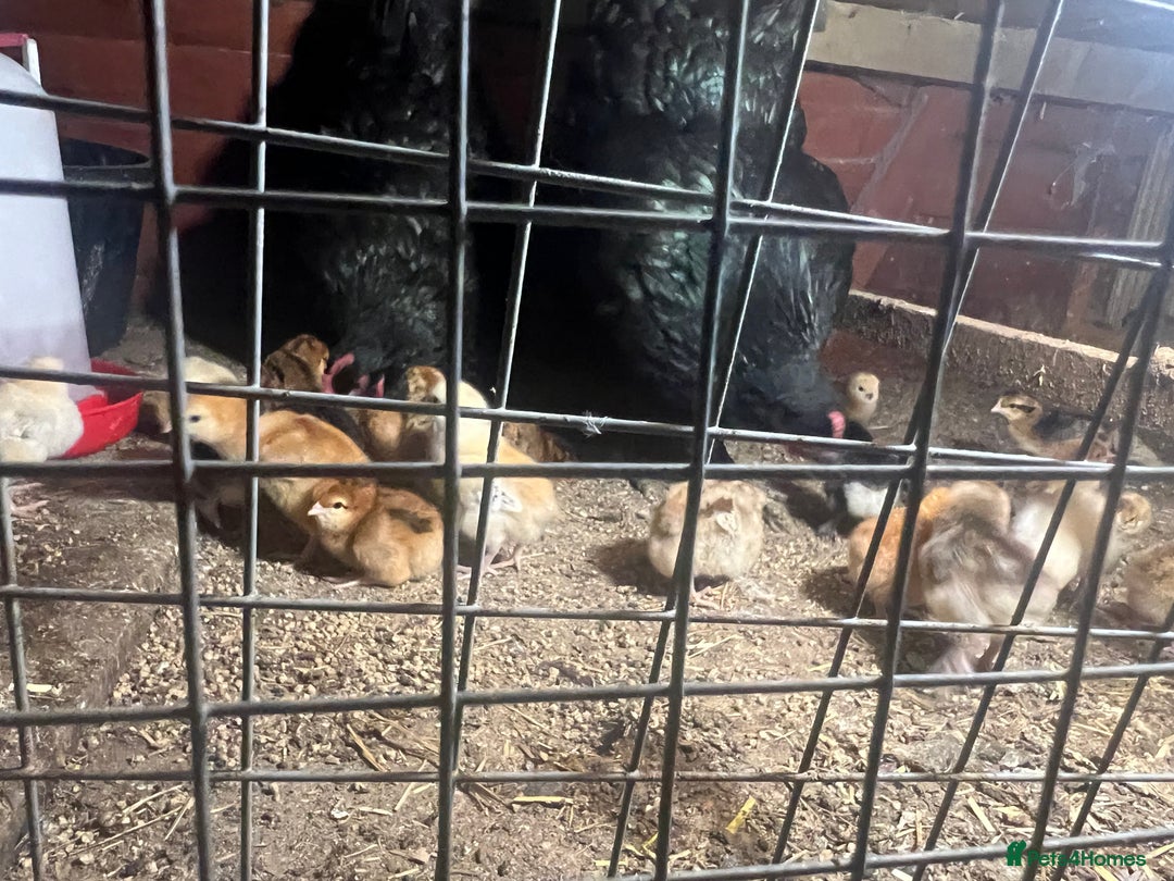 Chickens poultry for sale: 2 mum and 28 chicks for sale  - Image 3