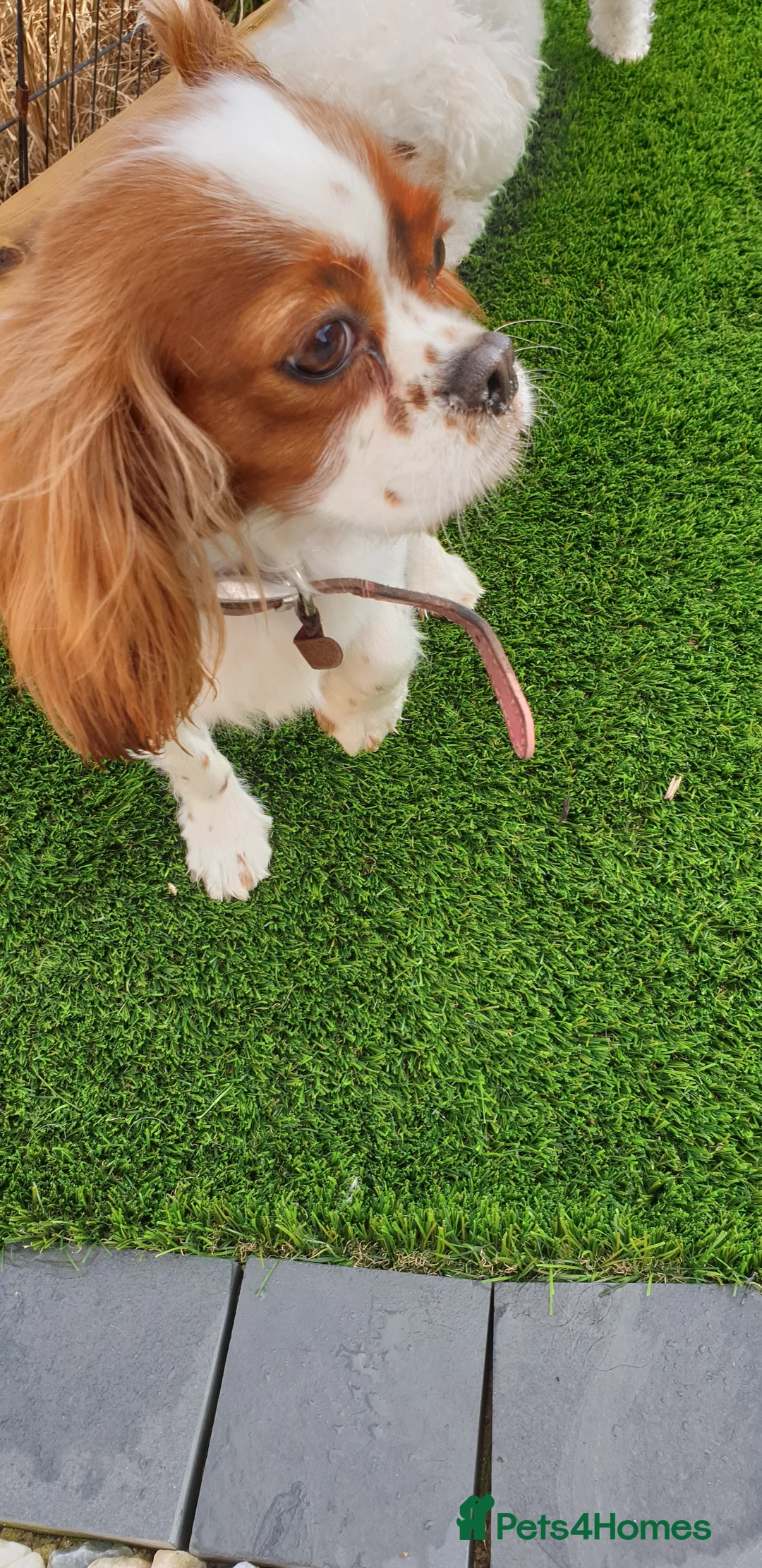 Miniature Poodle dogs for stud: Well PROVEN STUD Archie Minature Poodle  in Chard - Advert 34