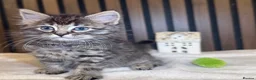 Ragdoll cats for sale: "Stunning Ragdoll Kittens | Tabby | Ready Now - Advert 2