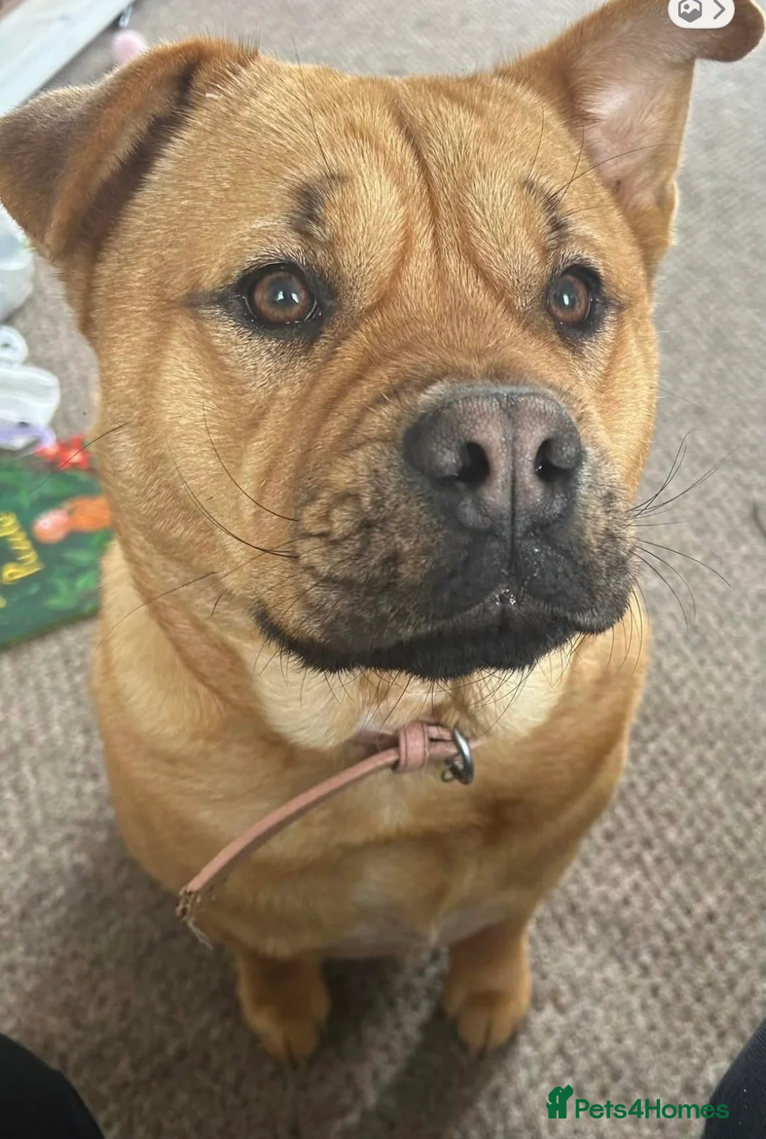 Mixed Breed dogs for sale: Peach- chow chow x mini bulldog in Grimsby - Advert 1