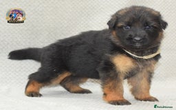 German Shepherd dogs for sale: Germand Shepherd puppies - Image 2