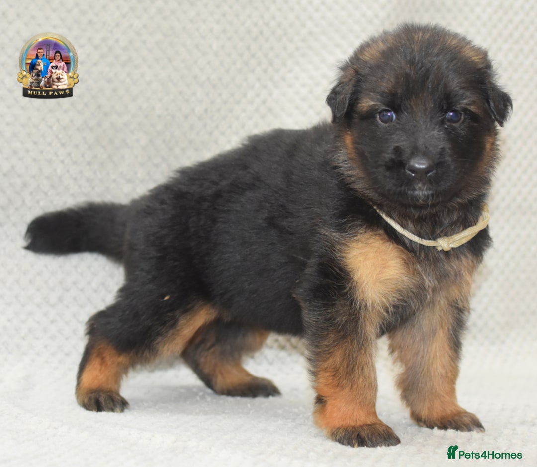 German Shepherd dogs for sale: Germand Shepherd puppies - Image 2