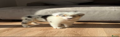 Australian Shepherd Puppy 2