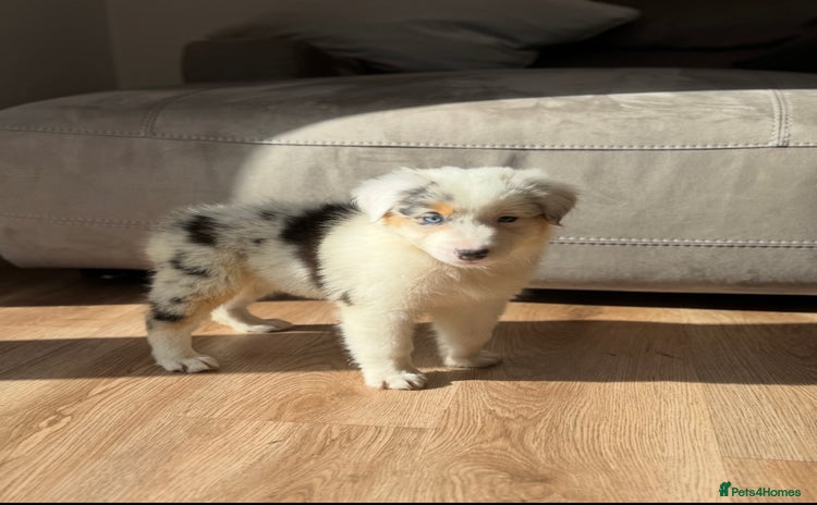 Australian Shepherd dogs - Advert 1