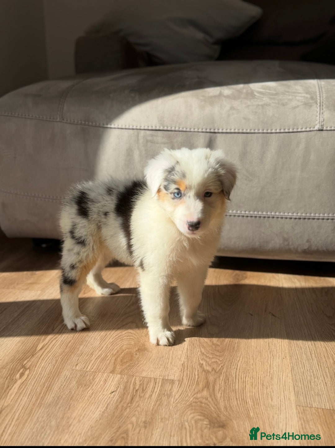 Australian Shepherd dogs for sale: Last KC registered Australian Shepard puppy! - Image 11