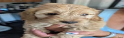 Cockapoo dogs for sale: ❤️ Beautiful Cockerpoo Puppies 2 Girls & 4 Boys ❤️ - Advert 5