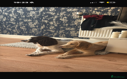 English Springer Spaniel dogs for sale: last baby looking for his forever home🥺😍 - Advert 8