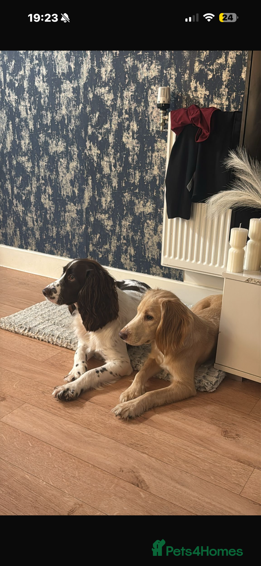 English Springer Spaniel dogs for sale: last baby looking for his forever home🥺😍 - Advert 8