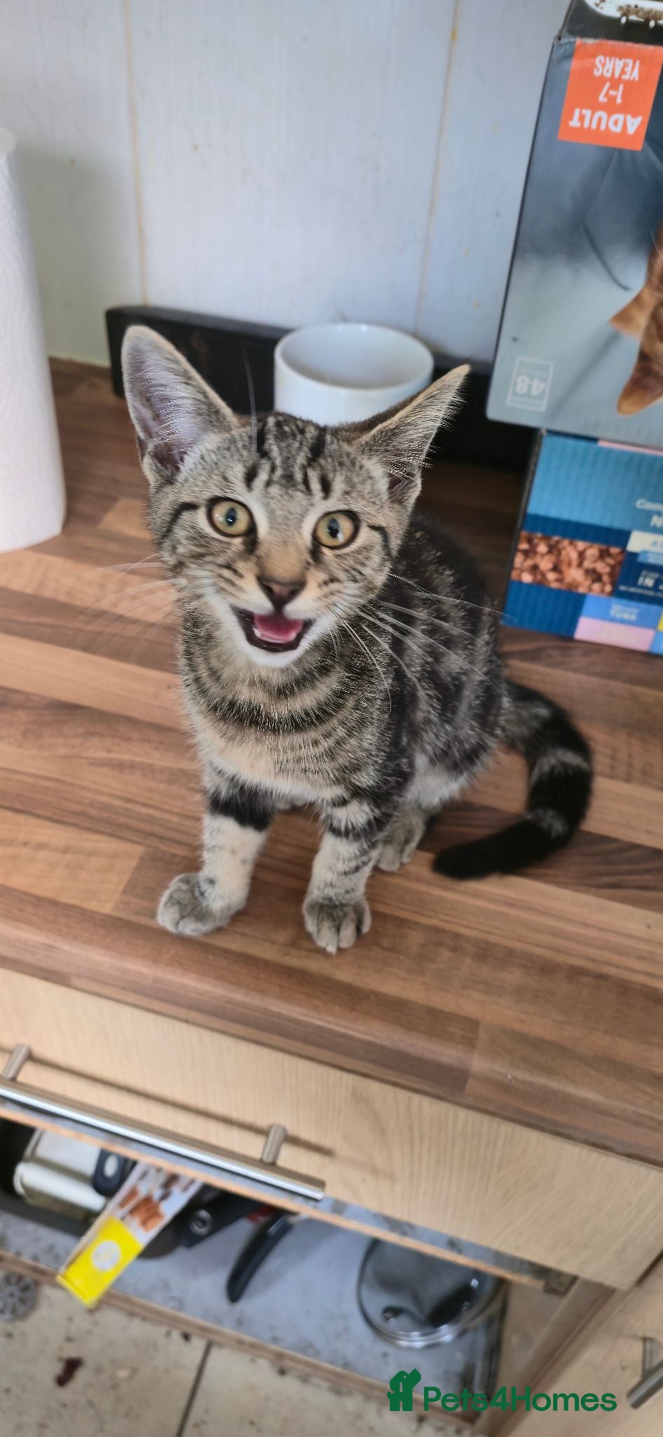 Domestic Shorthair cats Beautifull 2 last kittens left ready now - Advert 1