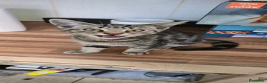 Domestic Shorthair Kitten 5