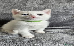 Mixed Breed cats for sale: Scottish straight cross kittens - Image 5