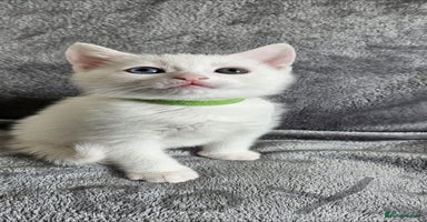 Mixed Breed cats - Advert 3