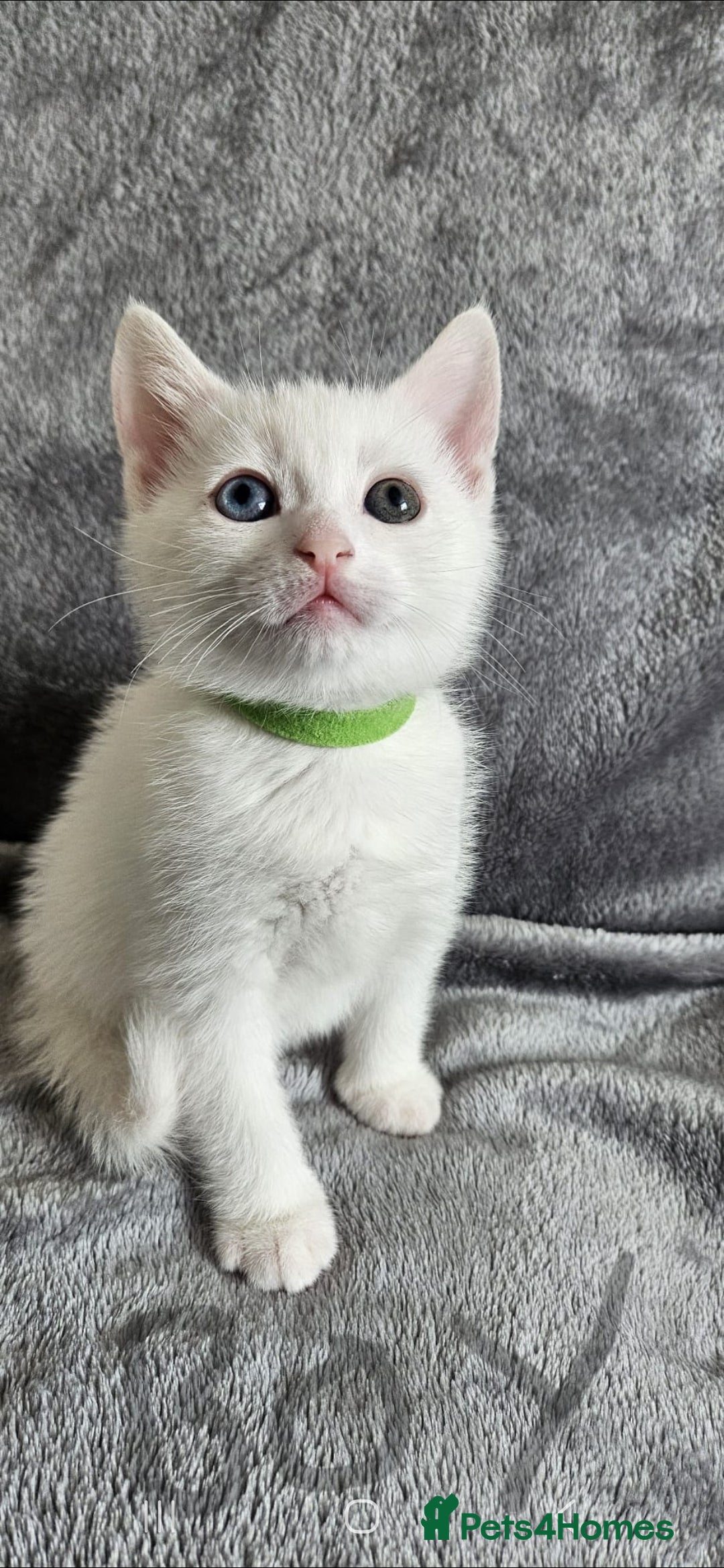 Mixed Breed cats for sale: Scottish straight cross kittens - Image 5