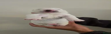 Siberian Husky 2