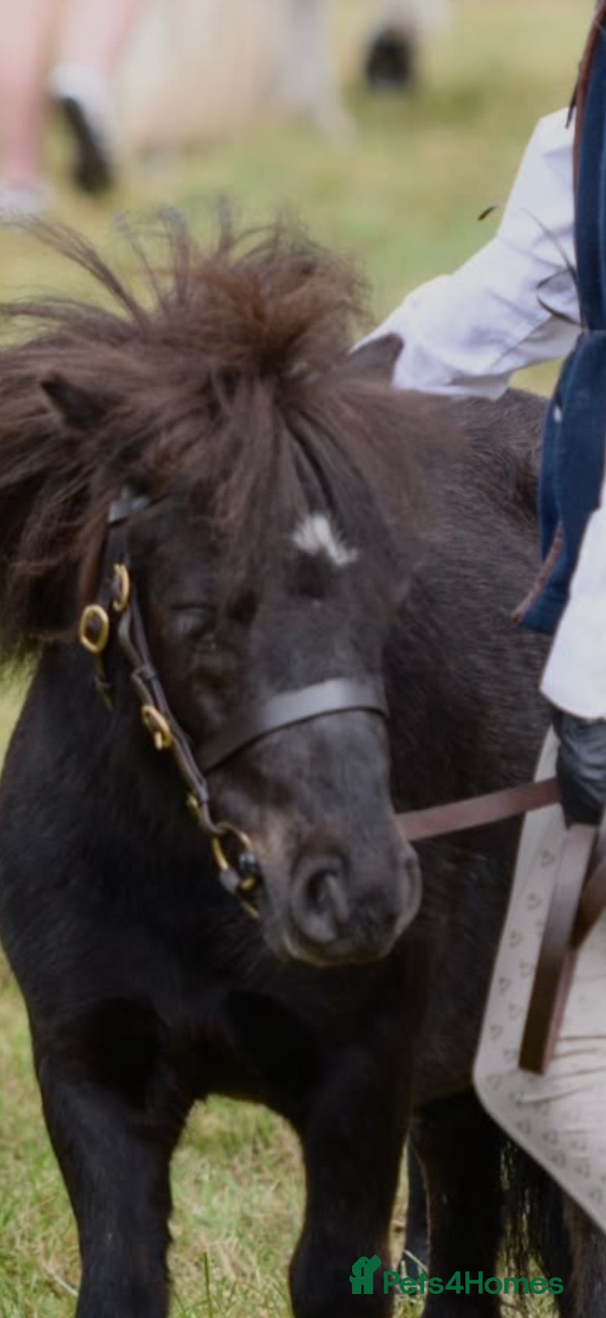 Miniature horses Registered mini Shetland  - Advert 1