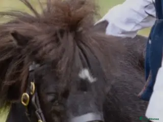 Miniature horses Registered mini Shetland - Advert 1