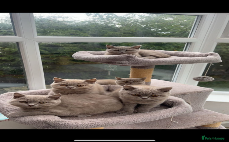 British Shorthair cats - Advert 5