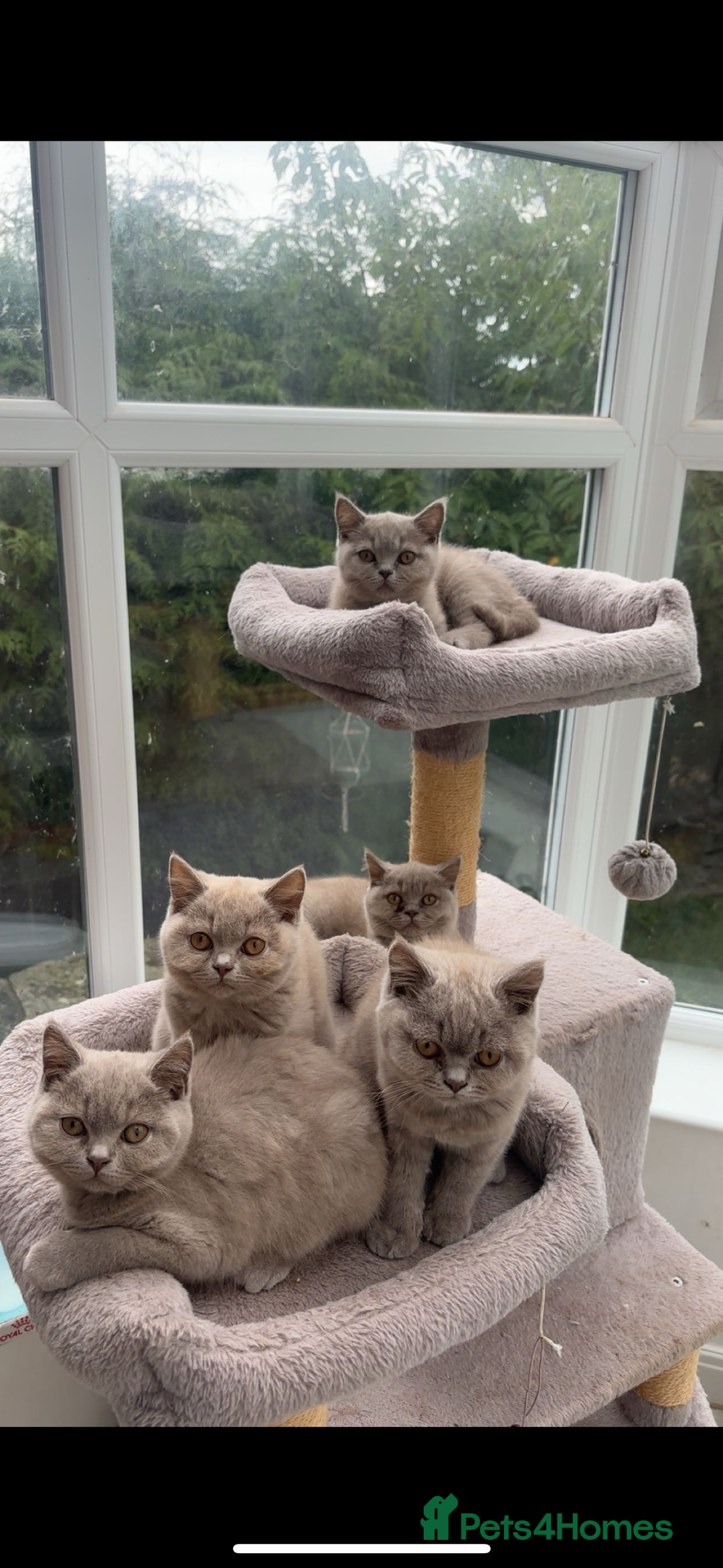 British Shorthair cats for sale: Lilic GCCF registered active champion lines  - Image 1