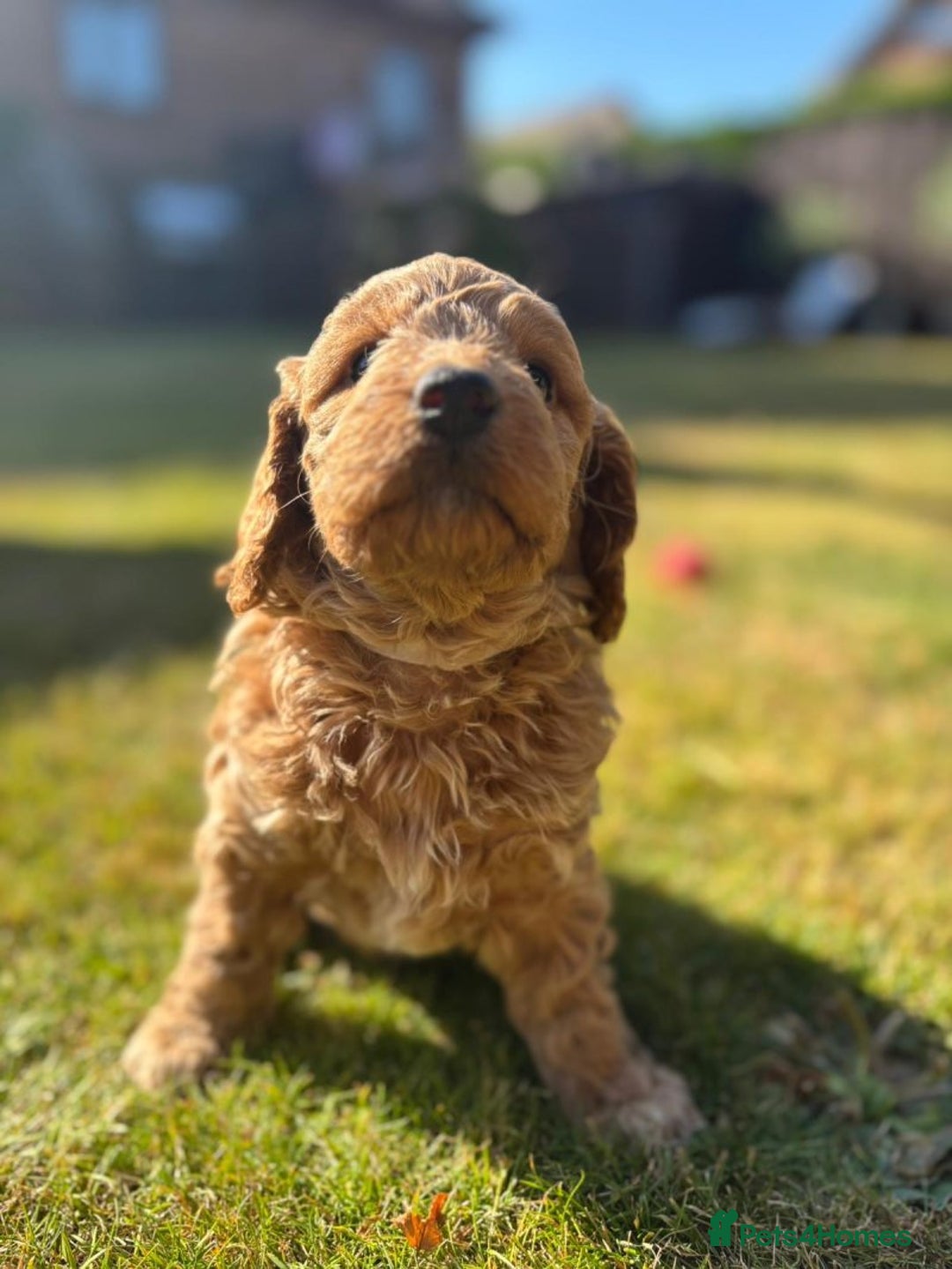 Cockapoo dogs for sale: 🐾✨ Adorable Cockapoo Puppies – Ready Now! ✨🐾 - Image 4