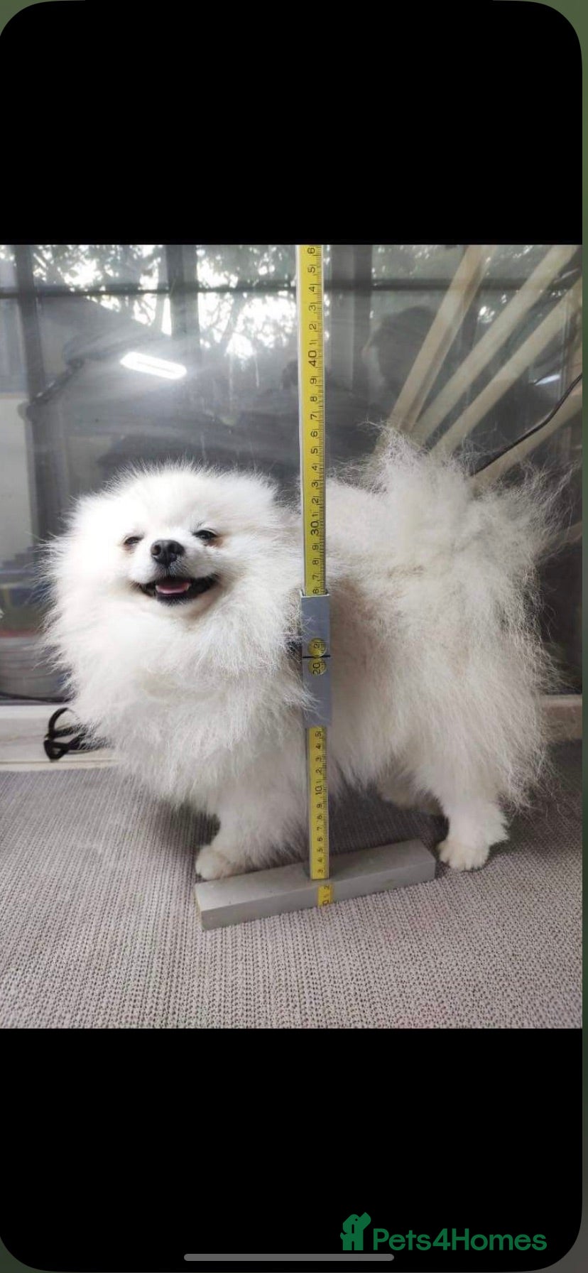 Pomeranian dogs 1.9kg tiny Proven Ukraine import stud kc reg  in Ferryhill - Advert 3