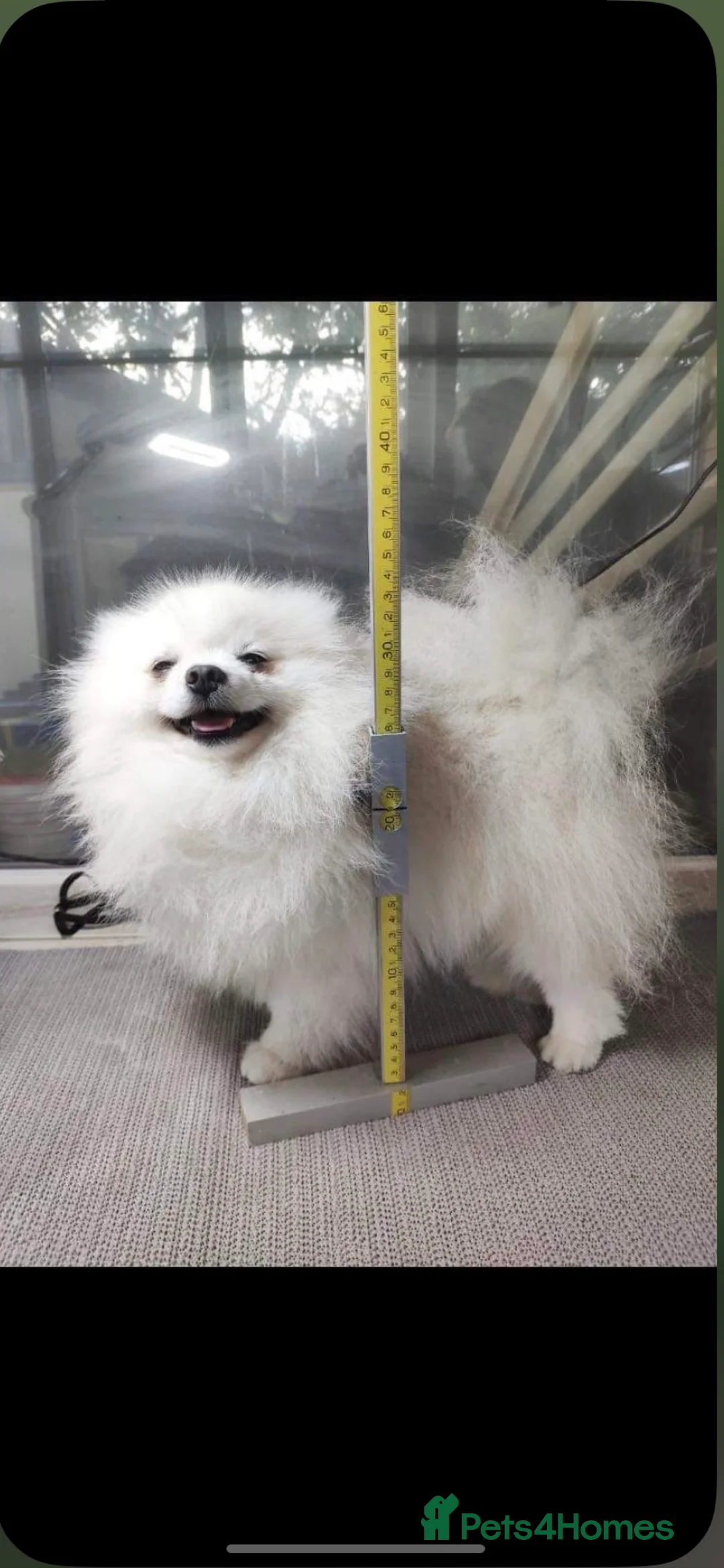 Pomeranian dogs for stud: 1.9kg tiny Proven Ukraine import stud kc reg  in Ferryhill - Advert 1