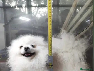 Pomeranian dogs 1.9kg tiny Proven Ukraine import stud kc reg in Ferryhill - Advert 12