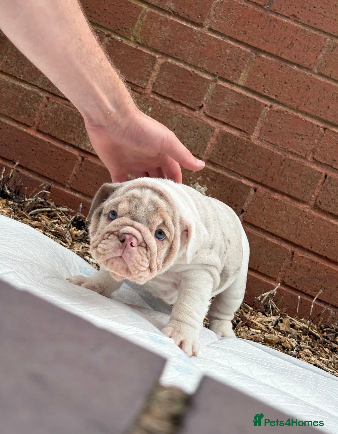 English Bulldog dogs for sale: Mr muscles pup 7 weeks old ready to go 28th  - Image 28