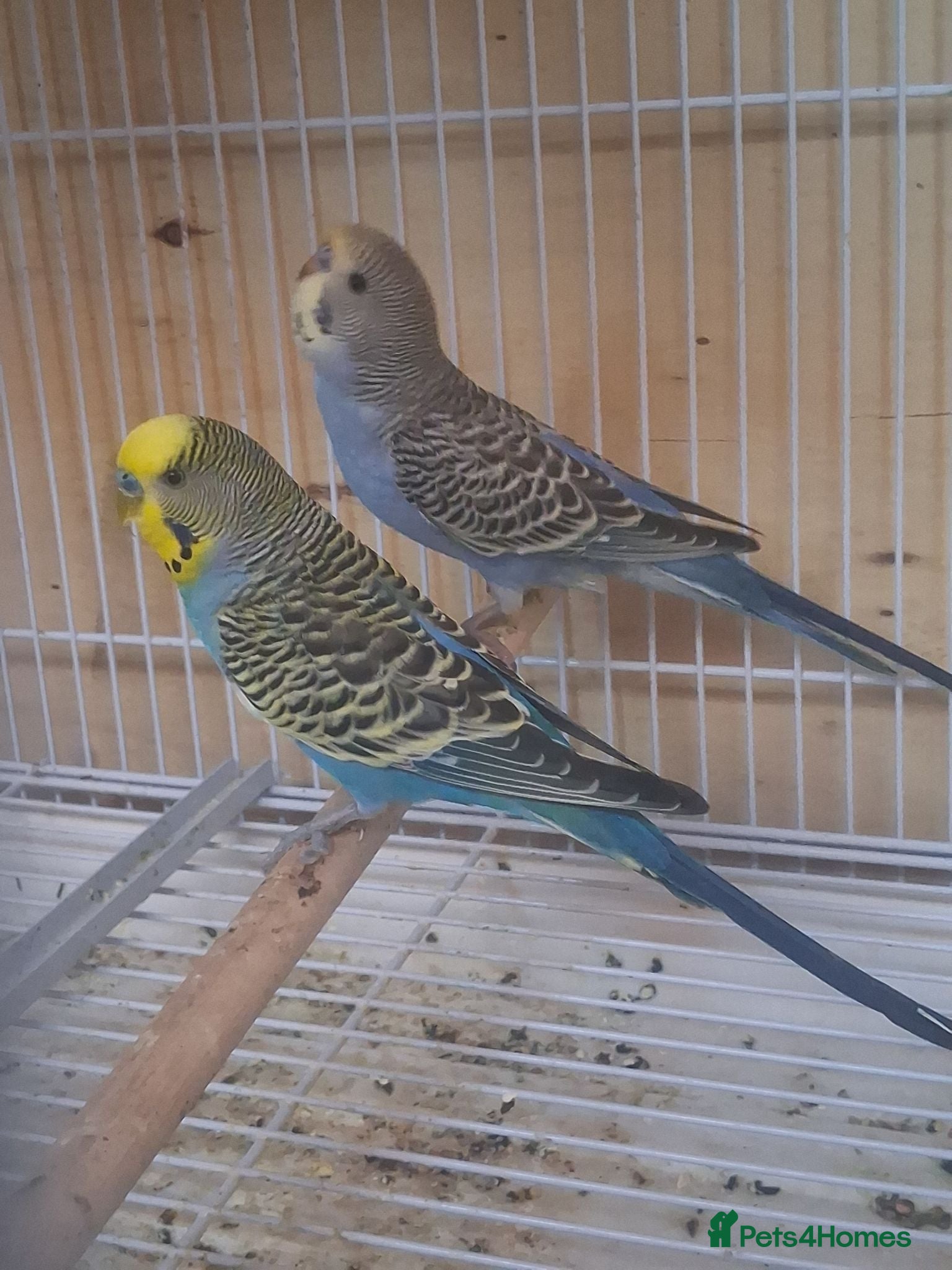 Budgerigars birds Baby budgies - Advert 1