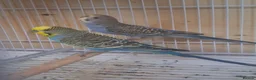 Budgerigars birds for sale: Baby budgies in Wednesbury - Advert 1