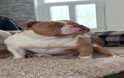 American Bully dogs for stud: American pocket bully  - Image 9