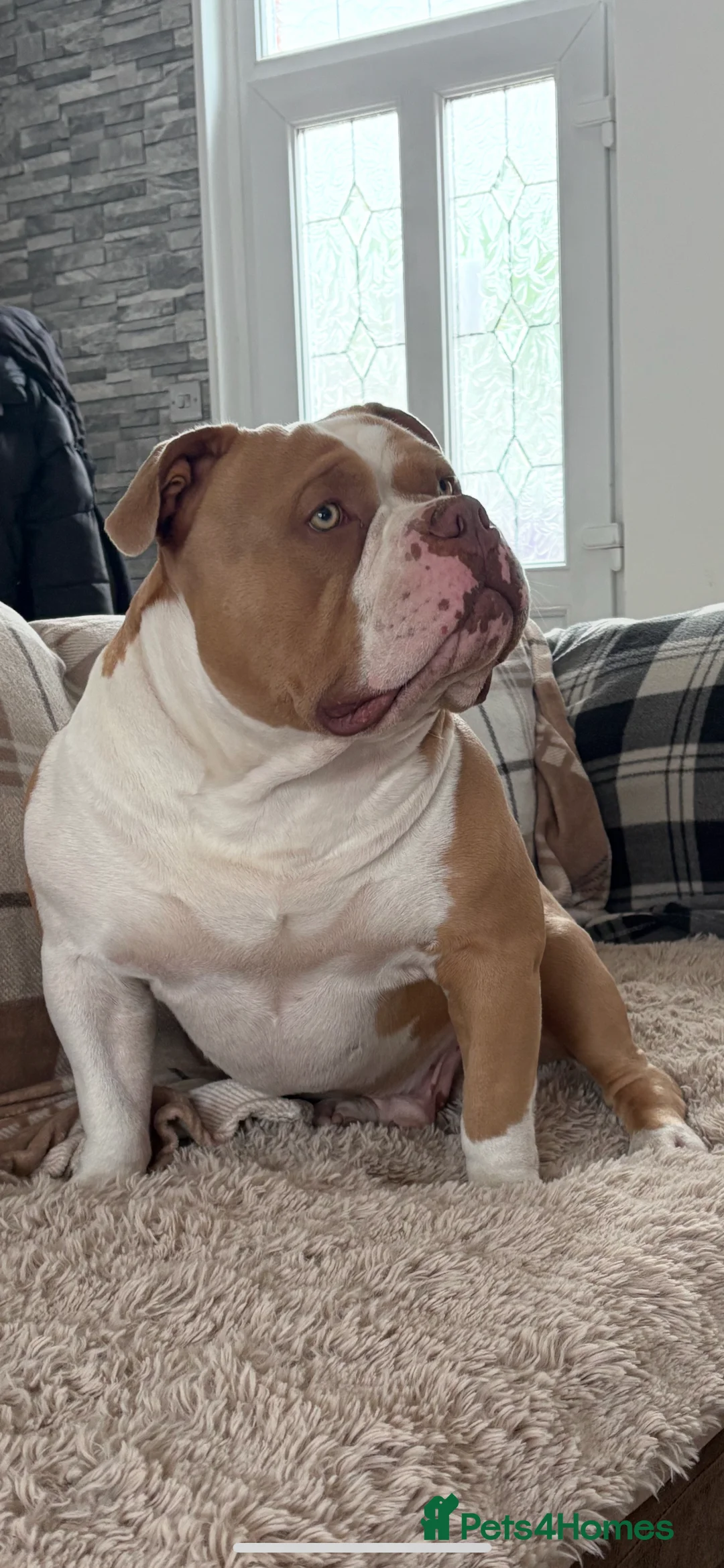 American Bully dogs for stud: American pocket bully  - Advert 9