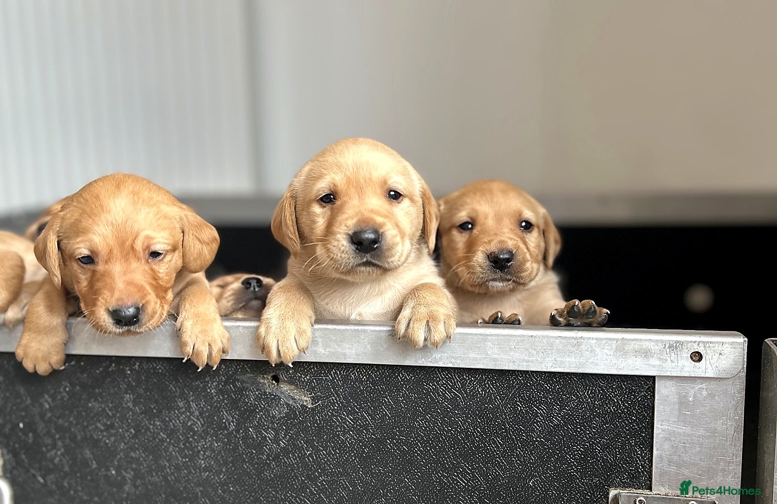 Labrador Retriever dogs Kennel club registered Labrador puppies  - Advert 14