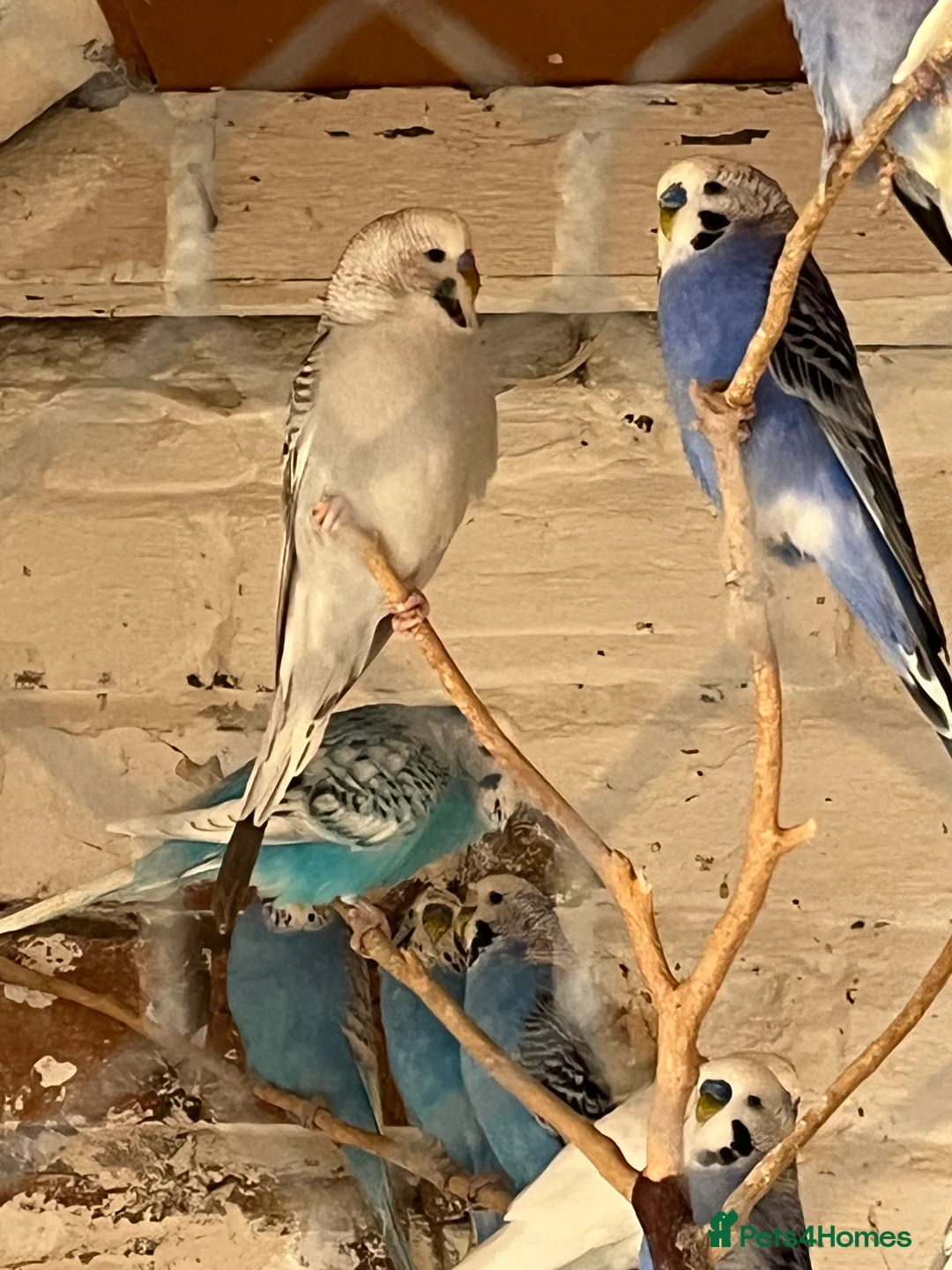 Mixed Breed birds for sale: Budgies for sale - Advert 14