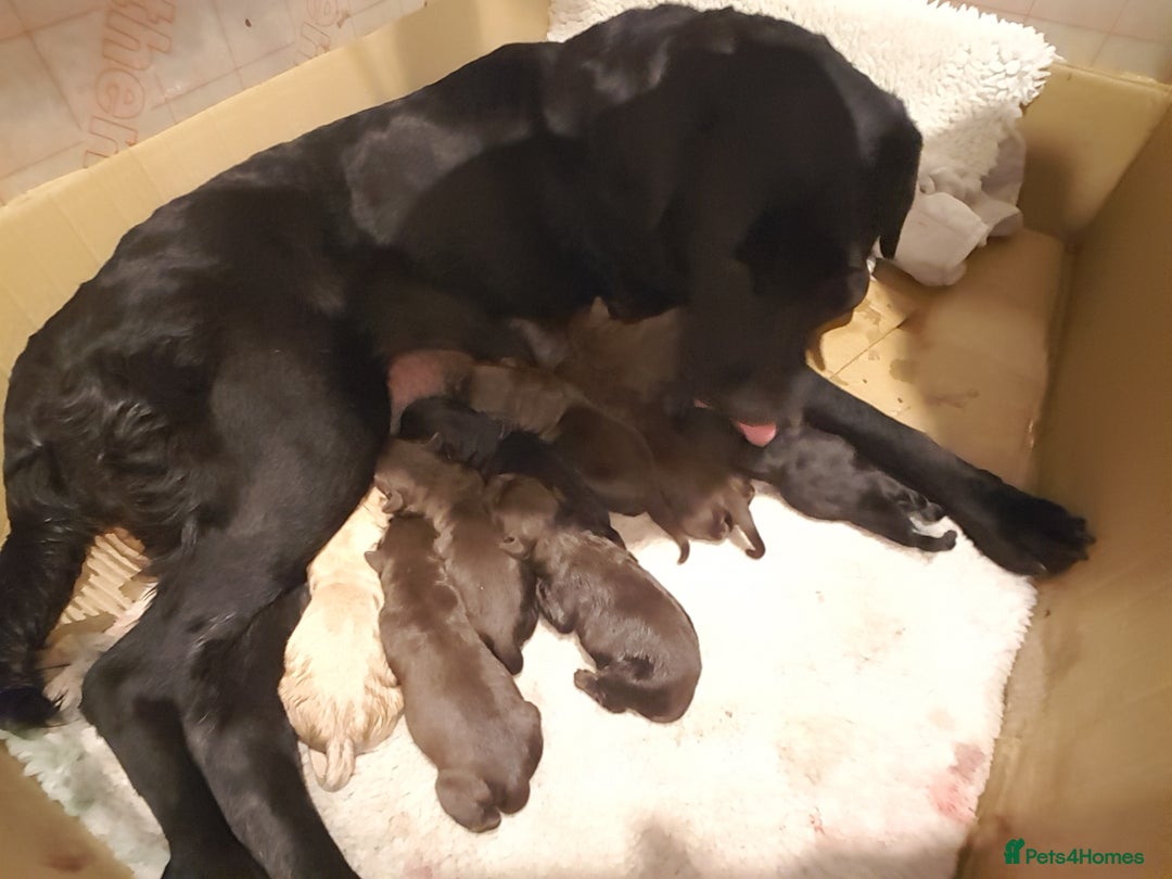 Labrador Retriever dogs for sale: Labrador puppies, beuitfull fur babbies  - Image 3