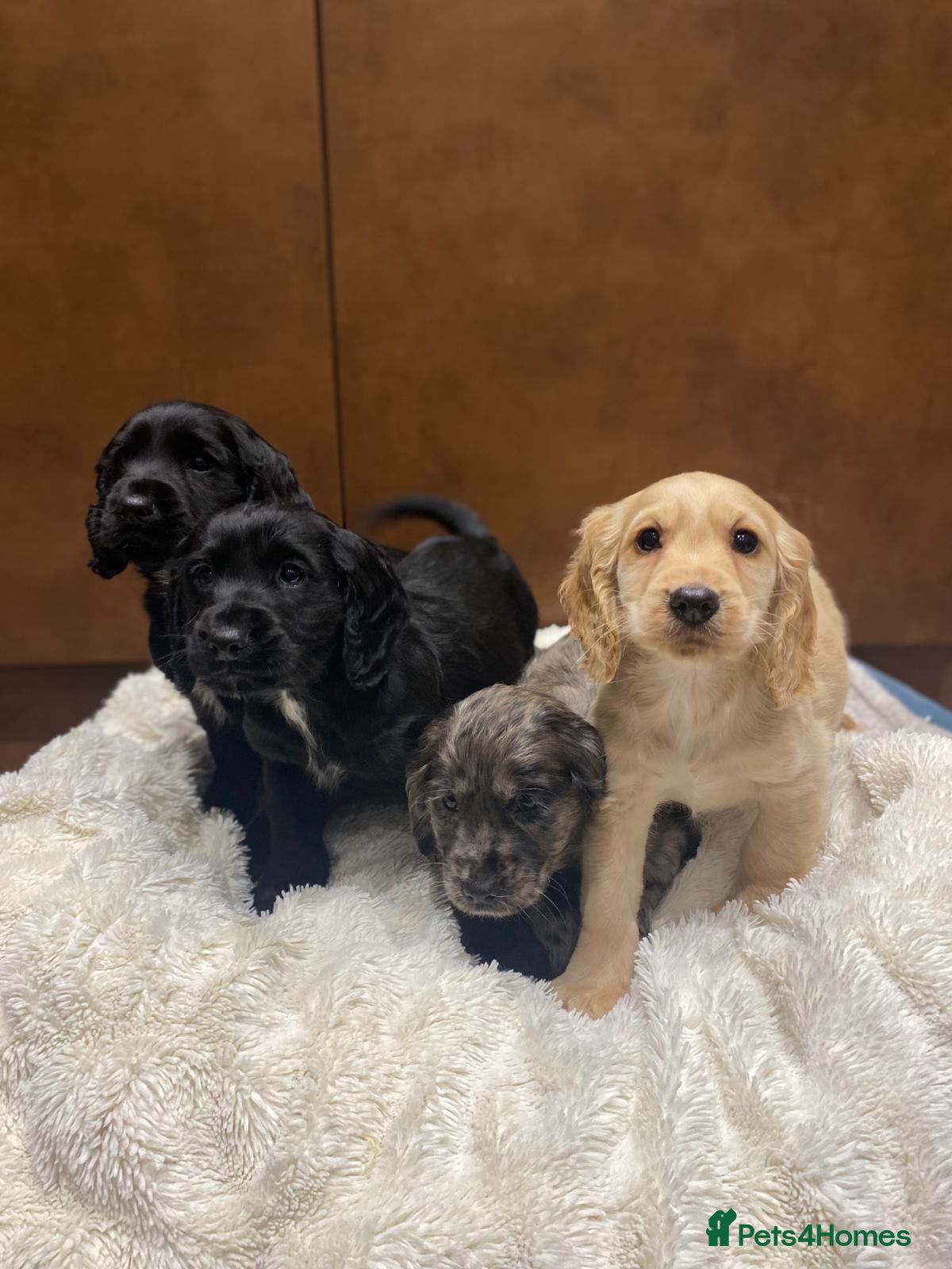 Cocker Spaniel dogs 🐶 COCKER SPANIEL PUPPIES 🐶  - Advert 1