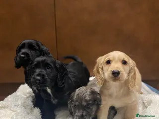 Cocker Spaniel dogs 🐶 COCKER SPANIEL PUPPIES 🐶 - Advert 1