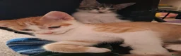 Mixed Breed cats for sale: Two 10 Weeks old Boy kittens  in Colchester - Advert 6