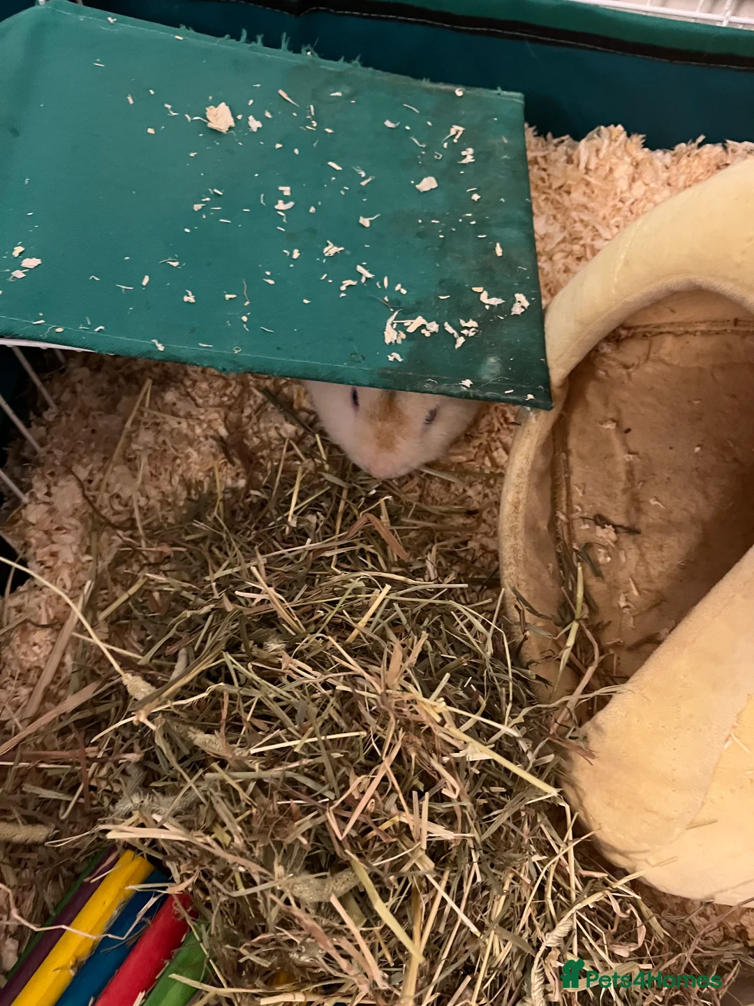 Guinea Pig rodents for sale: Teddy Male Guinea pigs plus cage and accessories  - Advert 6