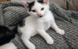 Mixed Breed cats for sale: 8 weeks old Kitten, Female - Image 26