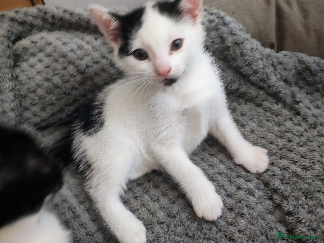 Mixed Breed cats for sale: 8 weeks old Kitten, Female - Image 26