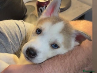 Siberian Husky dogs - Advert 1