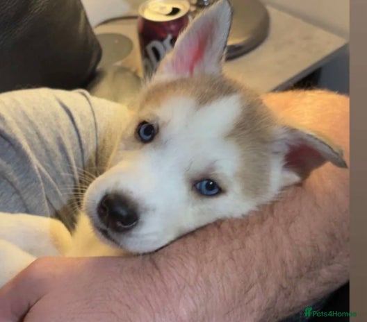 Siberian Husky dogs - Advert 1