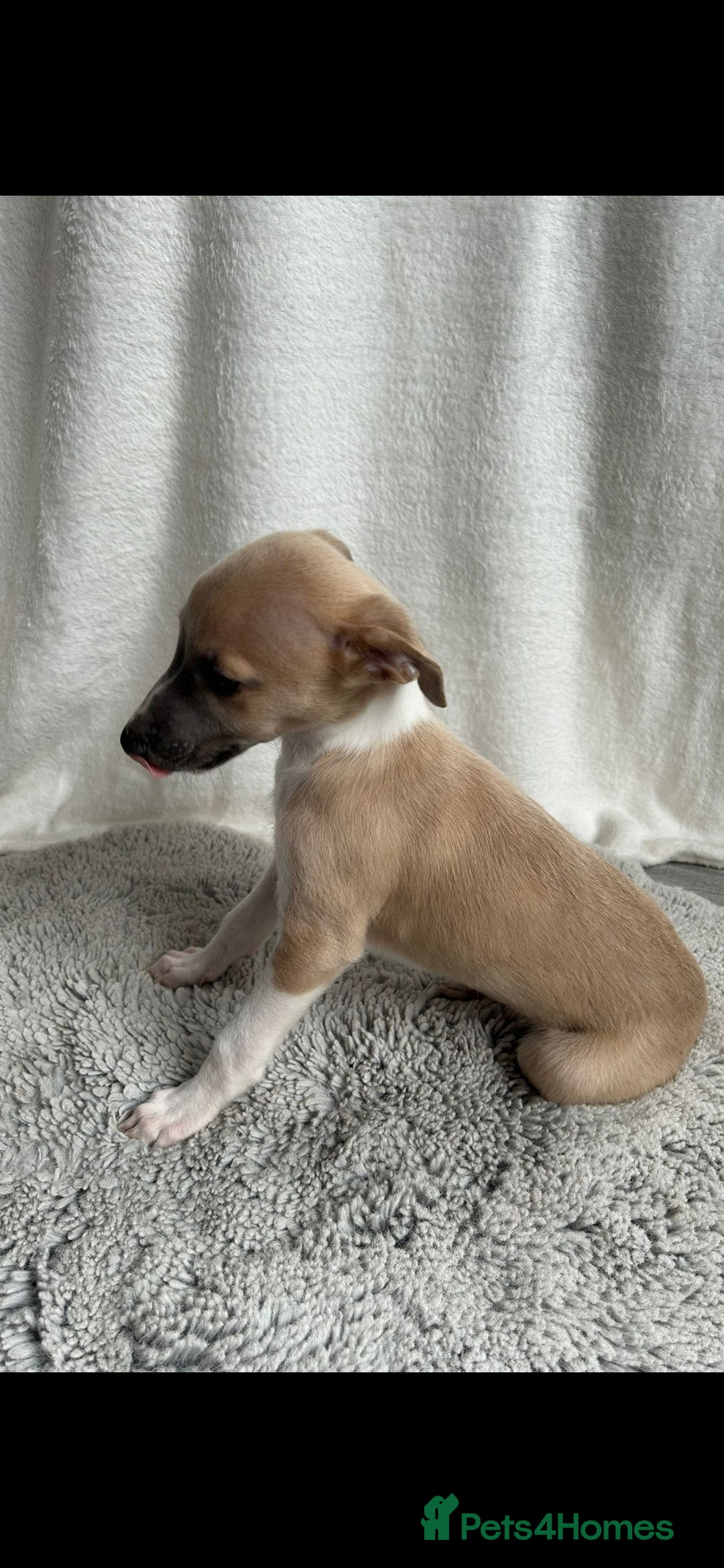 Whippet dogs for sale: Full kc registered whippets  - Image 9
