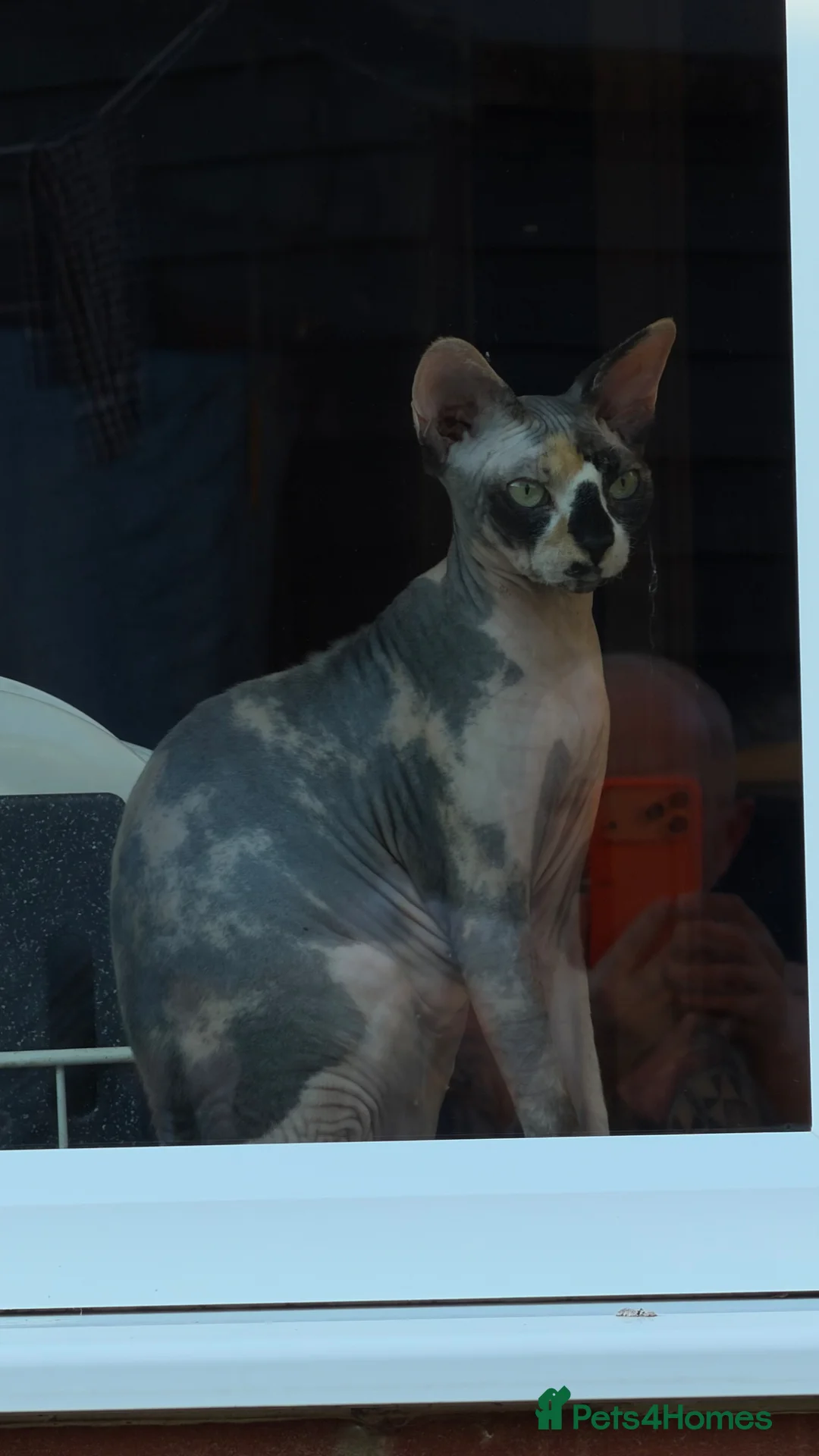 Sphynx cats for sale: Sfinx in Bedford - Advert 1
