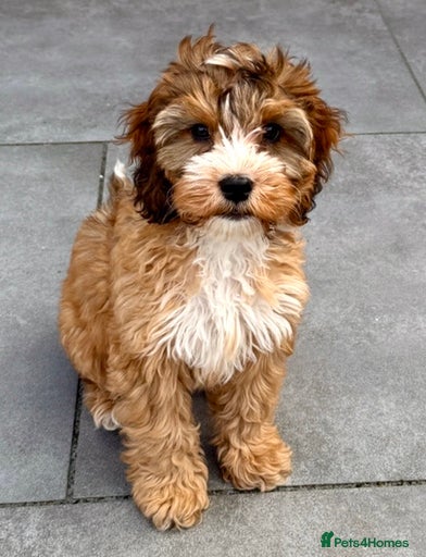 Gallery Image {{count}}