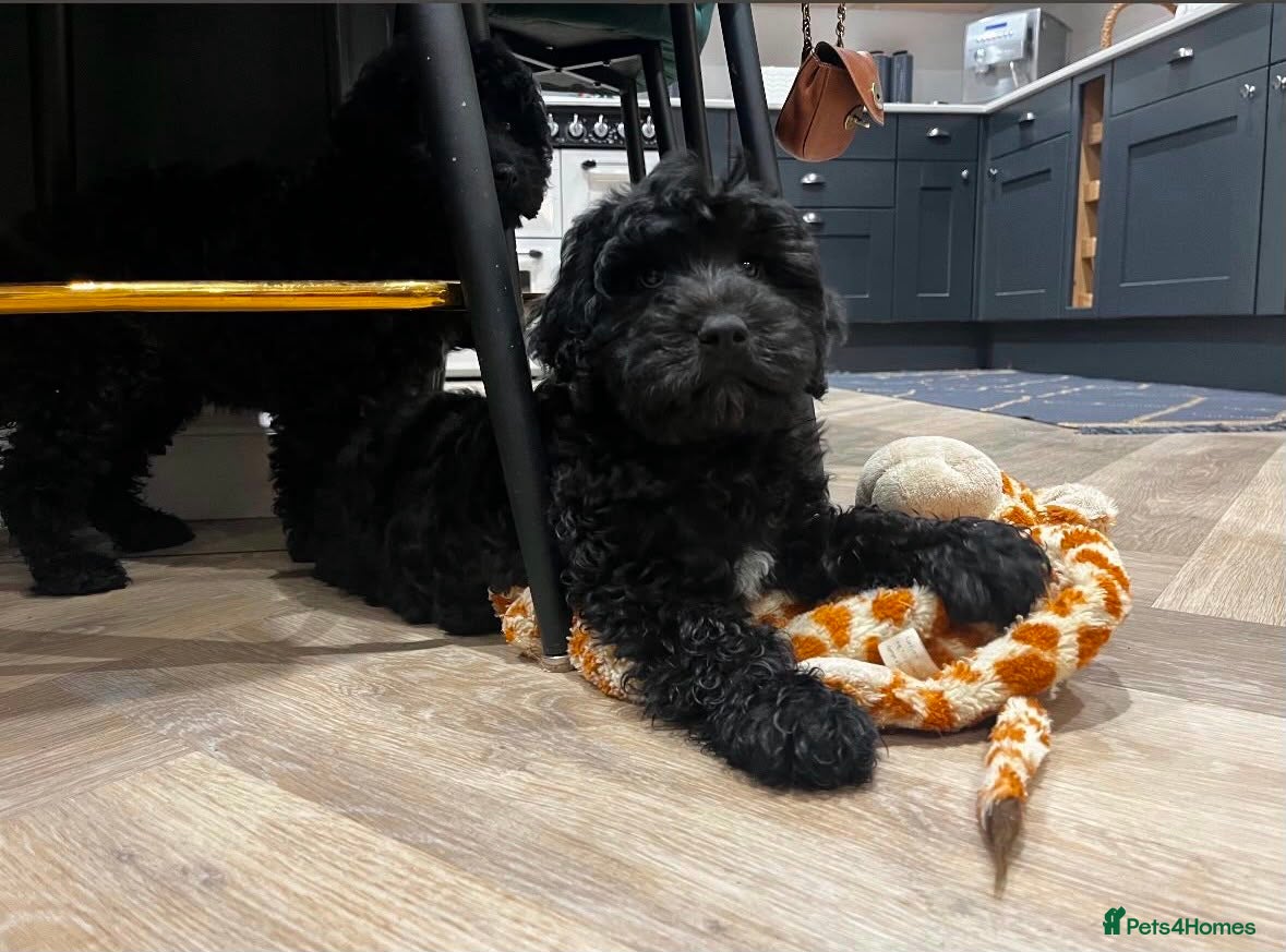 Poodle dogs Show Miniature Cockapoo F1b female puppies  - Advert 3