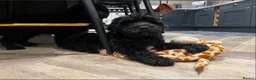 Poodle dogs for sale: Show Miniature Cockapoo F1b female puppies  - Advert 8