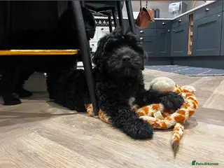 Poodle dogs Show Miniature Cockapoo F1b female puppies - Advert 3