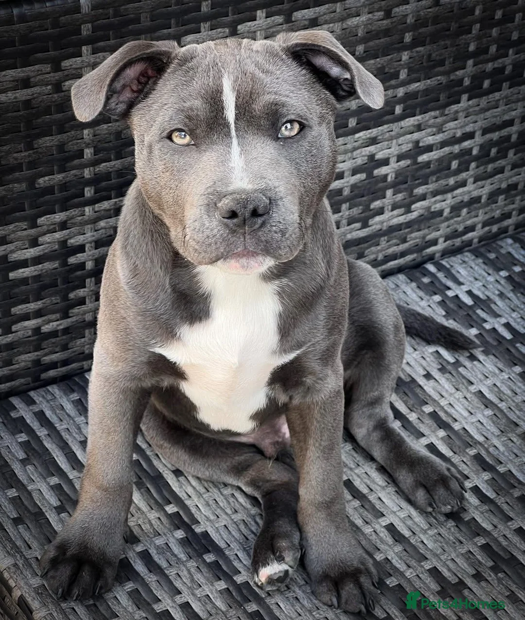 Staffordshire Bull Terrier dogs for stud: BLUE Staffy boy is ready for stud  - Advert 7