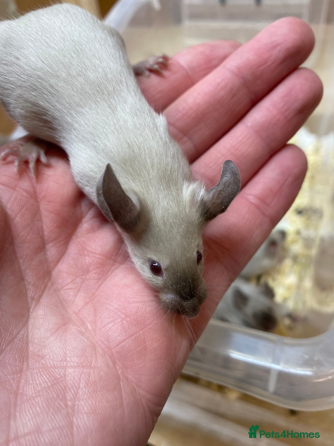 Mouse rodents for sale: Male and Female Fancy Mice - Advert 1